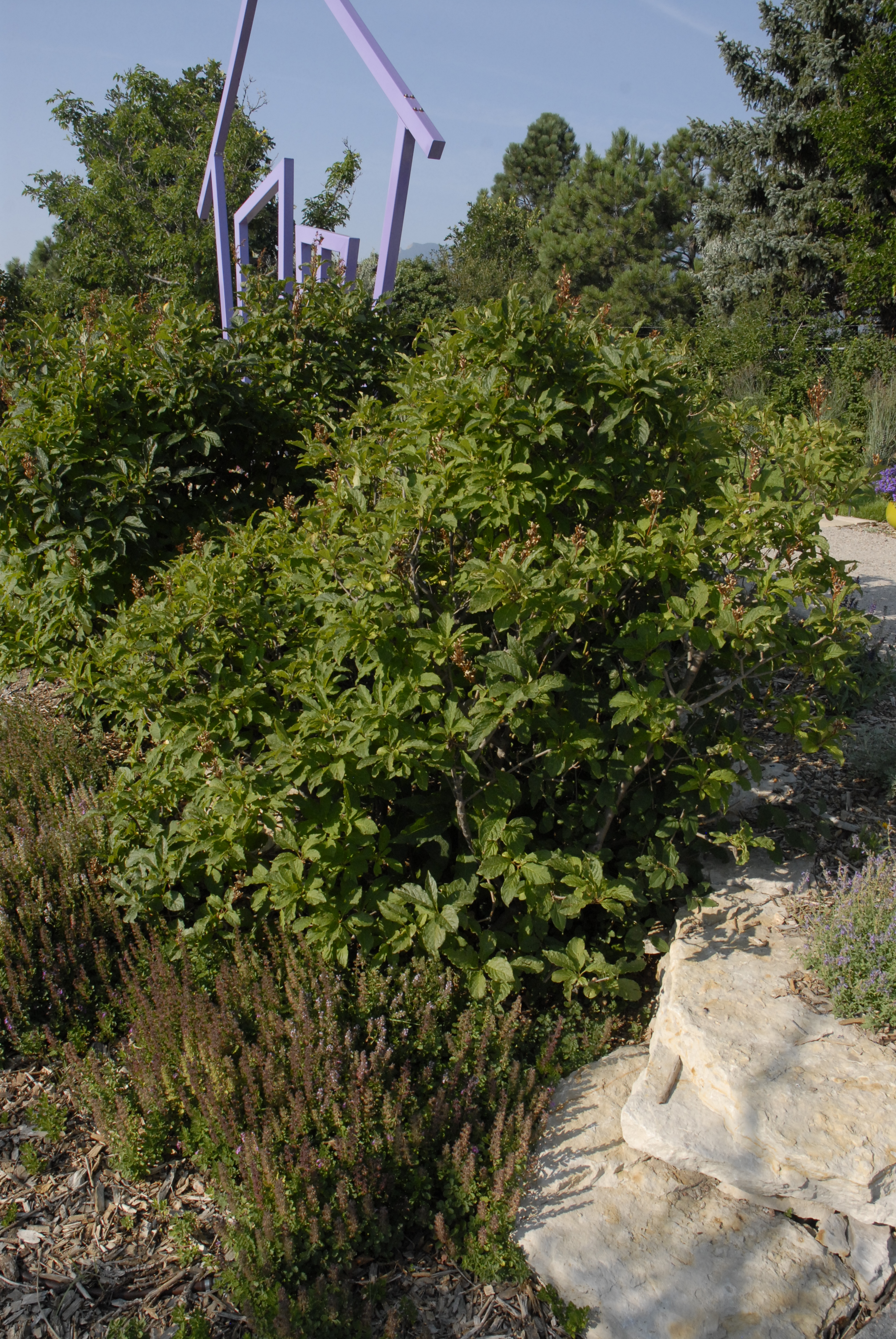 Miss Kim Dwarf Lilac